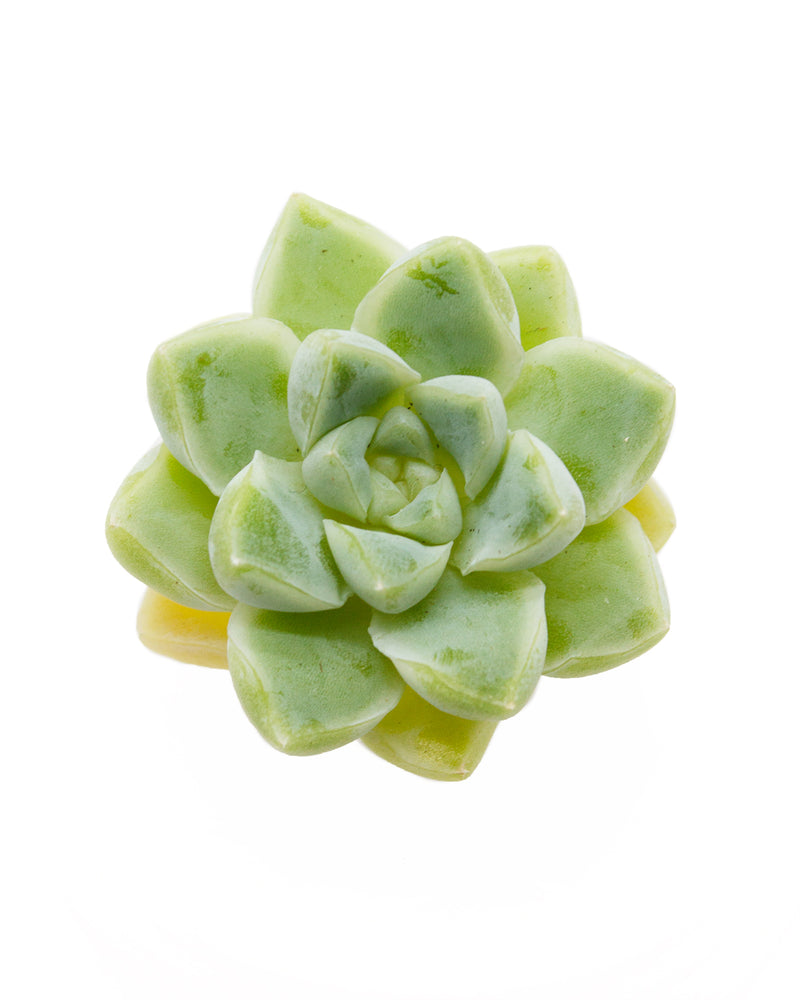 
                
                    Load image into Gallery viewer, Echeveria Elegans Albicans
                
            
