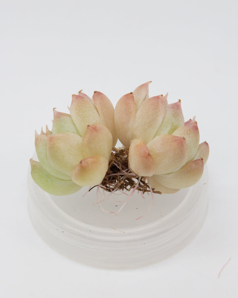 Echeveria Elegans Queen