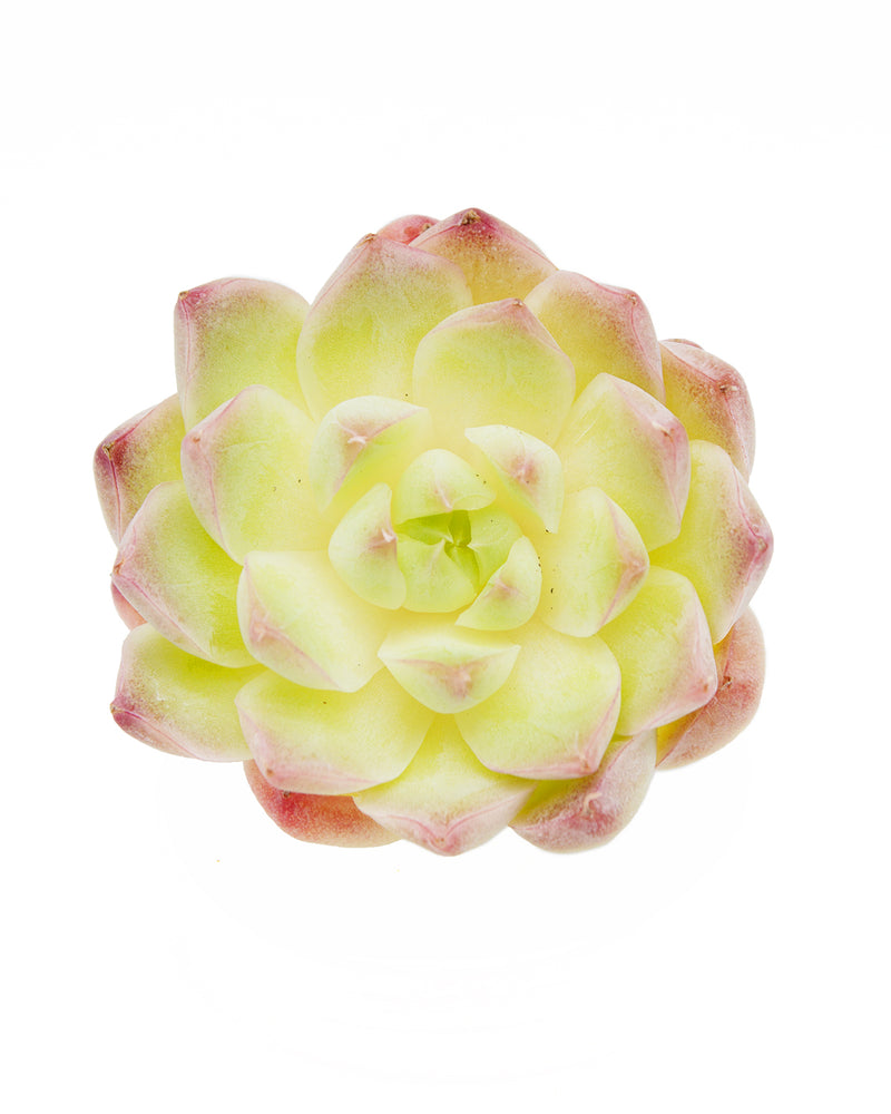 Echeveria Elegans Queen