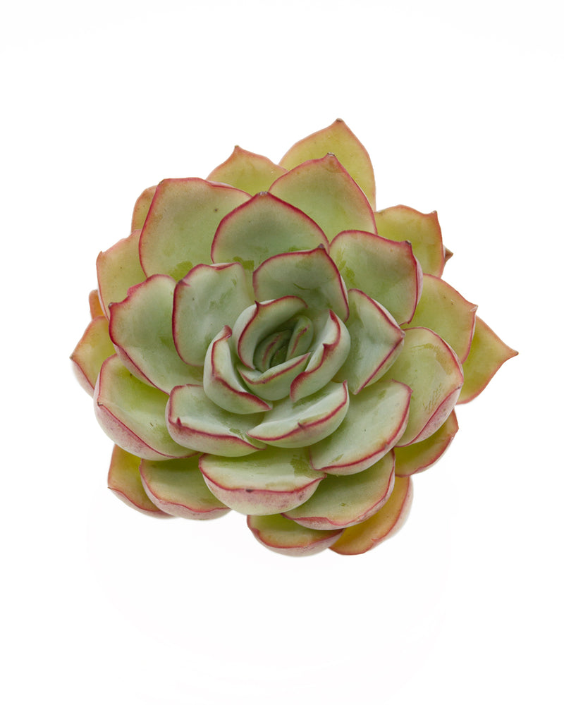 Echeveria Esther