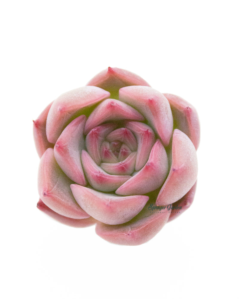 Echeveria Estrella Toronto's 5-star Bestseller nursery store selected local & Korean rare succulents; houseplants, indoor plants, selected handmade planters with a drainage hole, pots, bonsai pots, produced by ourselves, wholesale. Handmade/Glazed/Table Decor/Indoor Decor/Tabletop Planter