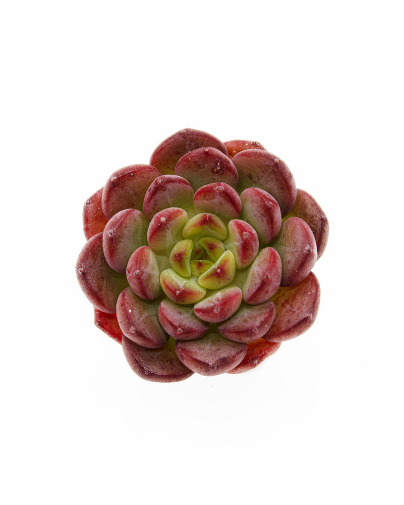 Echeveria Eve