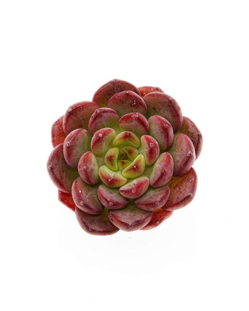 Echeveria Eve Toronto's 5-star Bestseller nursery store selected local & Korean rare succulents; houseplants, indoor plants, selected handmade planters with a drainage hole, pots, bonsai pots, produced by ourselves, wholesale. Handmade/Glazed/Table Decor/Indoor Decor/Tabletop Planter