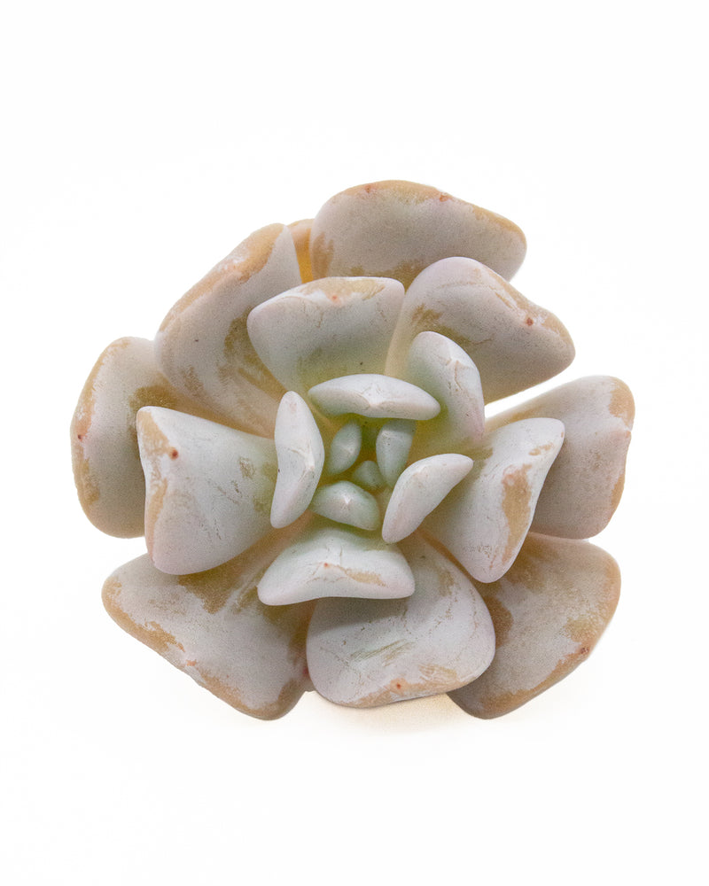 
                
                    Load image into Gallery viewer, Echeveria Exotic Toronto&amp;#39;s 5-star Bestseller nursery store selected local &amp;amp; Korean rare succulents; houseplants, indoor plants, selected handmade planters with a drainage hole, pots, bonsai pots, produced by ourselves, wholesale. Handmade/Glazed/Table Decor/Indoor Decor/Tabletop Planter
                
            