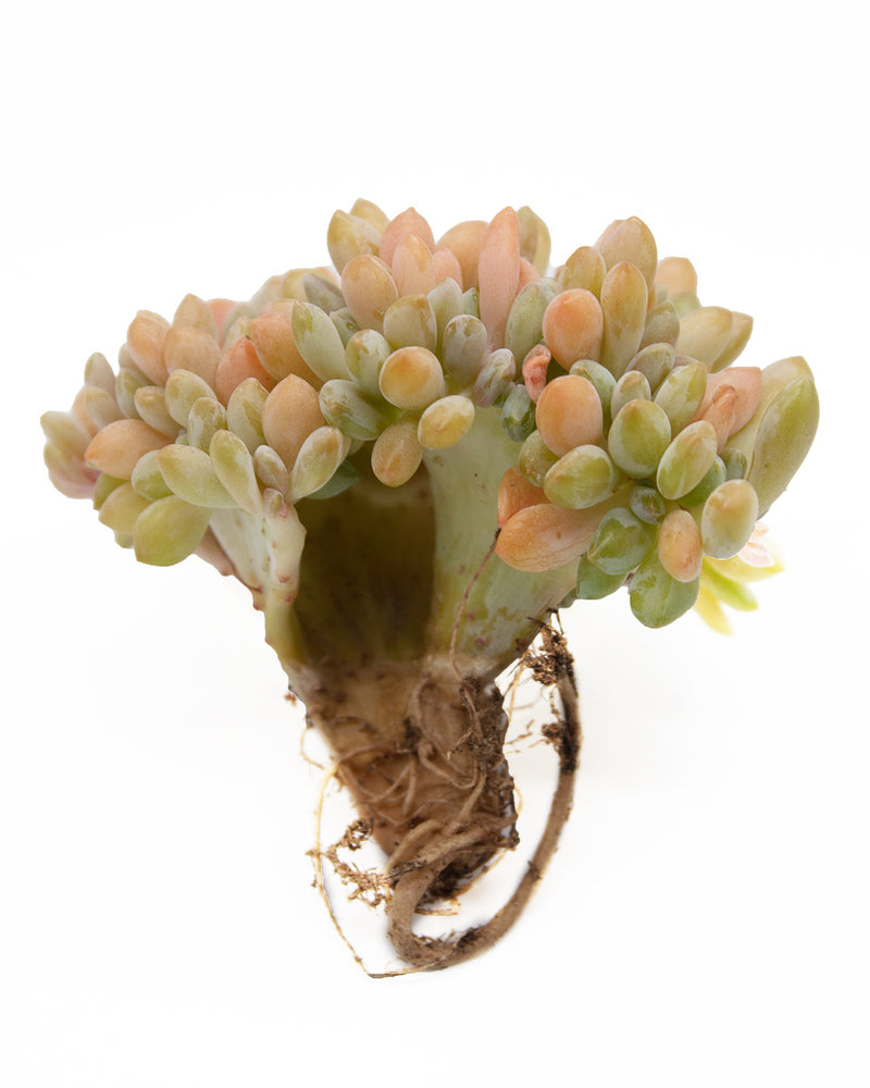Echeveria Expatriata f cristata Toronto's 5-star Bestseller nursery store selected local & Korean rare succulents; houseplants, indoor plants, selected handmade planters with a drainage hole, pots, bonsai pots, produced by ourselves, wholesale. Handmade/Glazed/Table Decor/Indoor Decor/Tabletop Planter