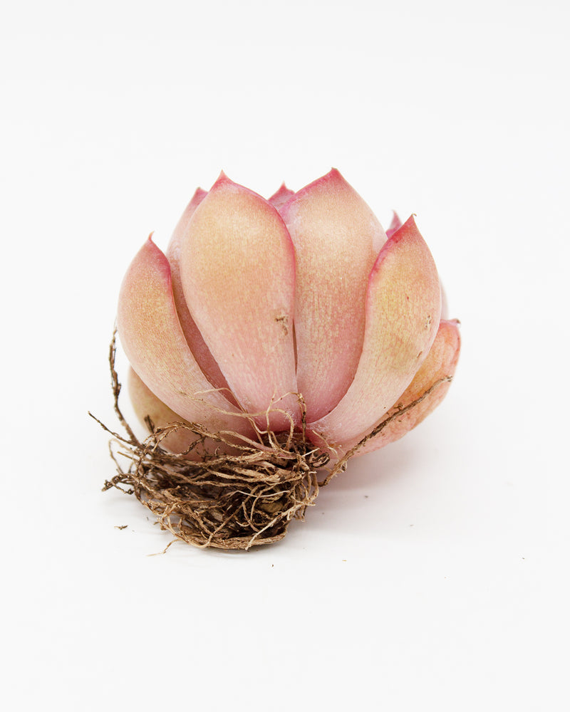 Echeveria Fiona