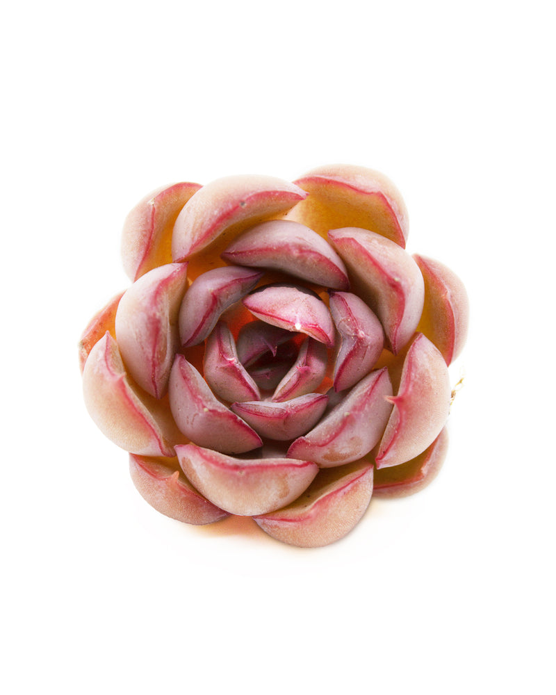 Echeveria Fiona