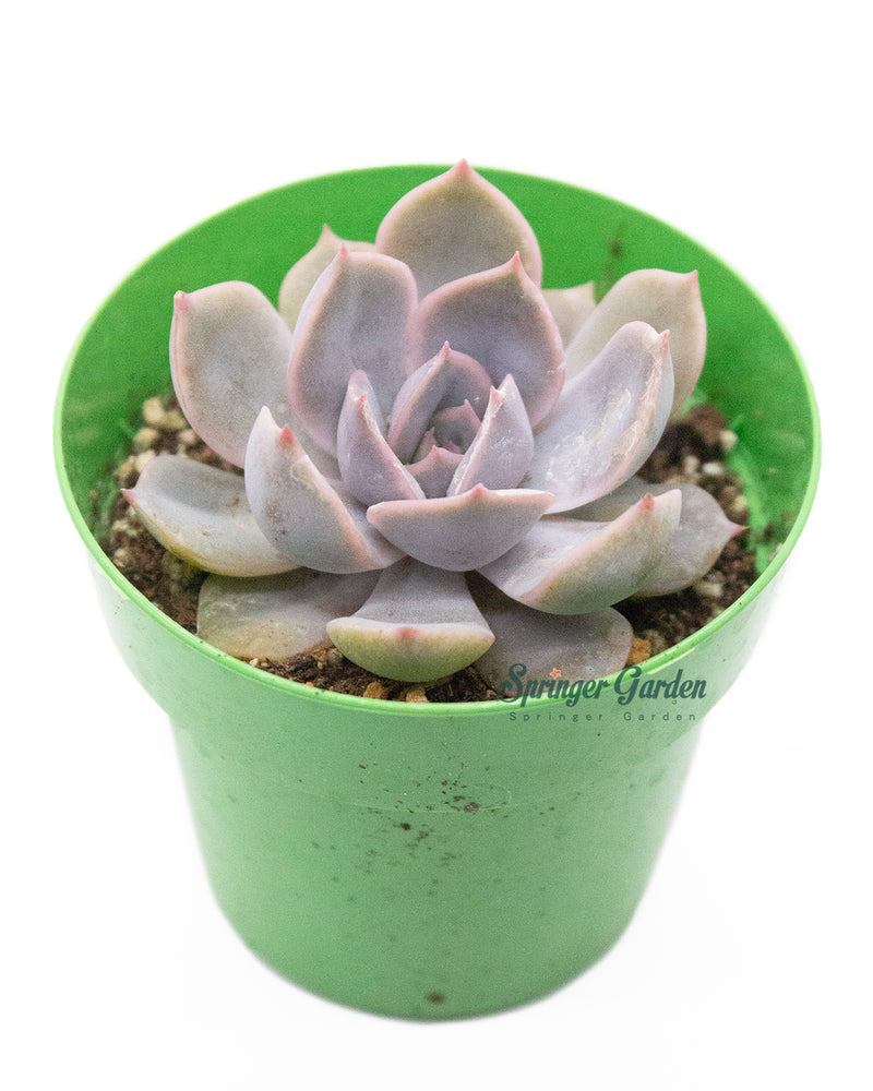 
                
                    Load image into Gallery viewer, Echeveria Fiona
                
            