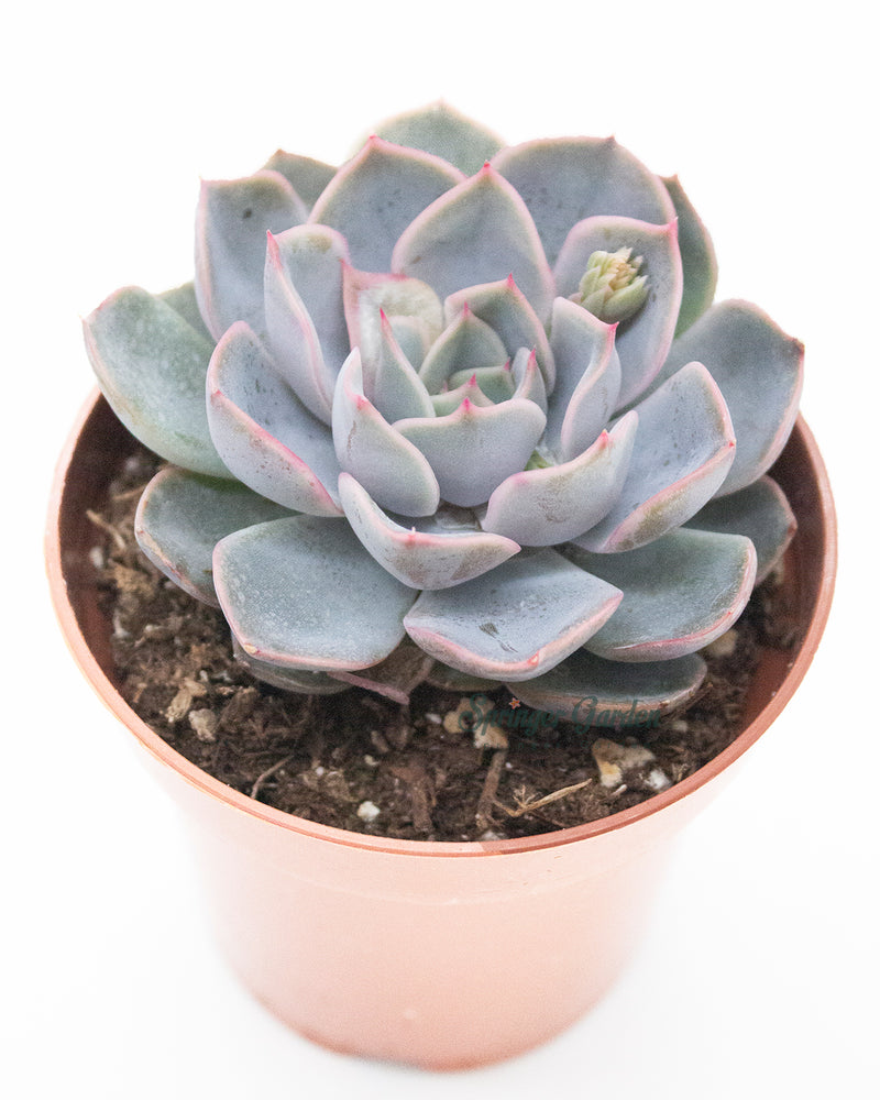 Echeveria Fiona