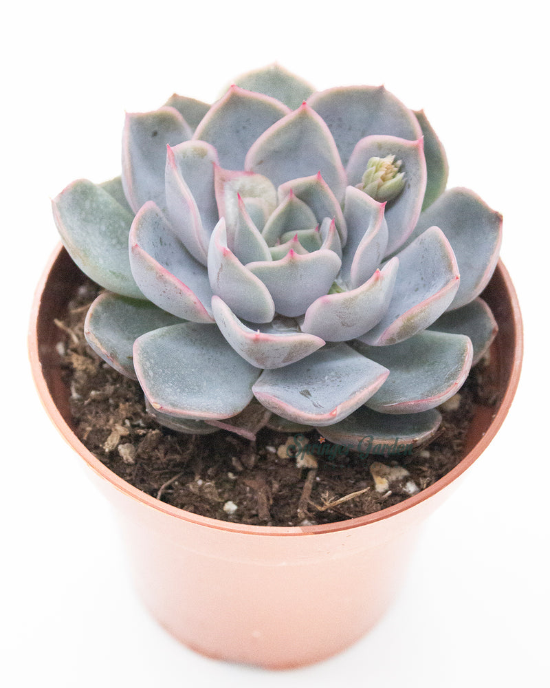 
                
                    Load image into Gallery viewer, Echeveria Fiona
                
            