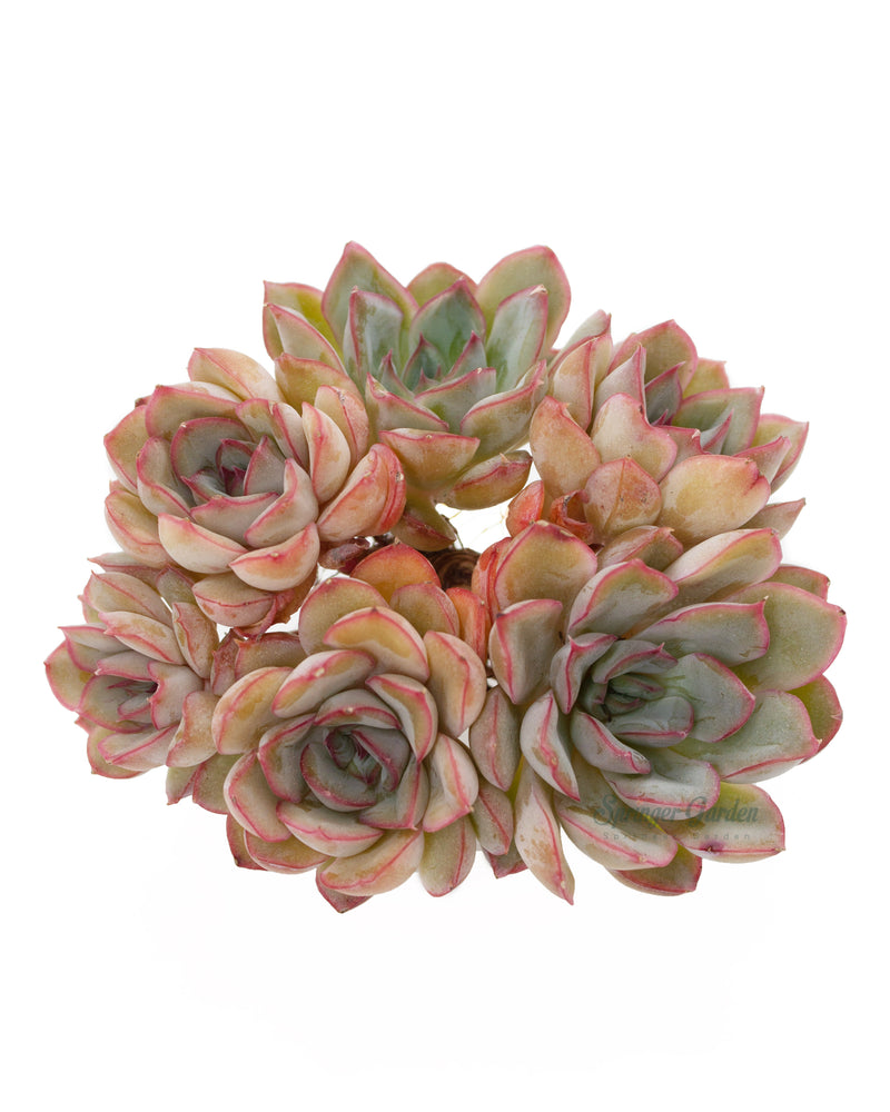 Echeveria Fiona
