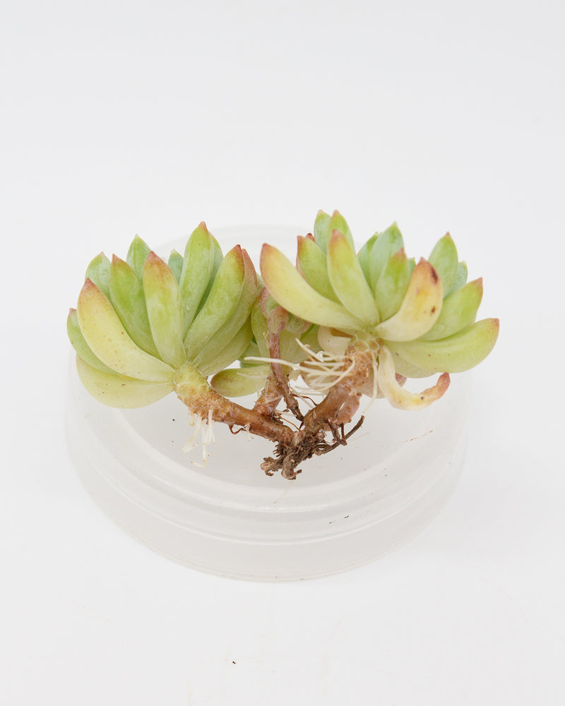 Echeveria Fireworks