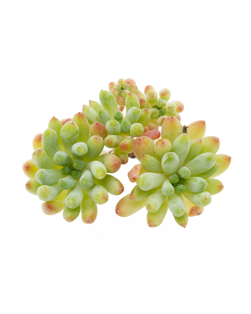 Echeveria Fireworks