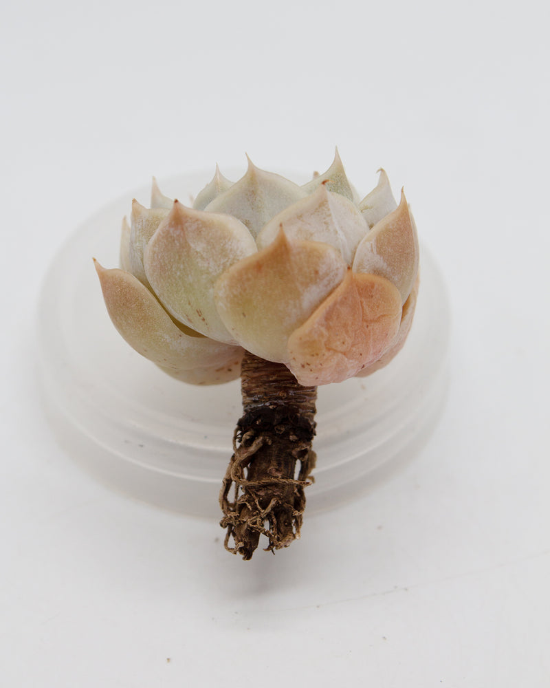 Echeveria Fleur Blanc