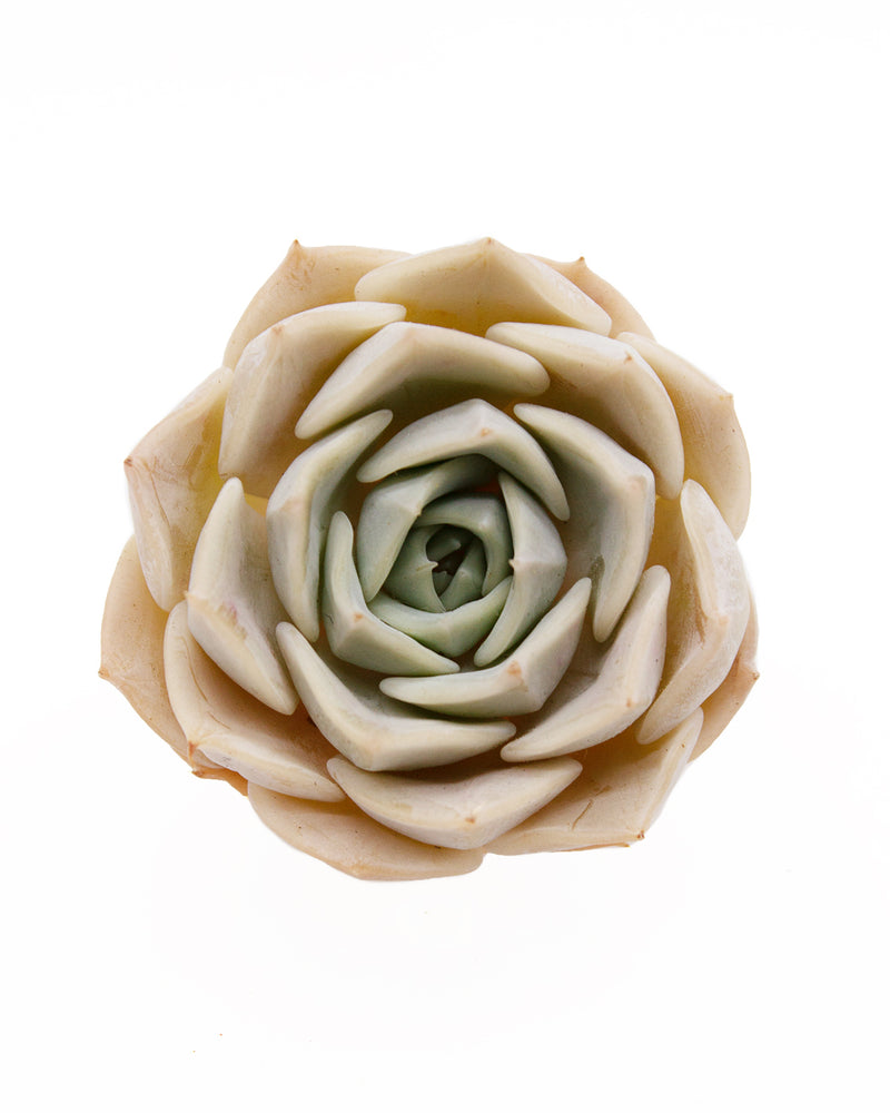 Echeveria Fleur Blanc