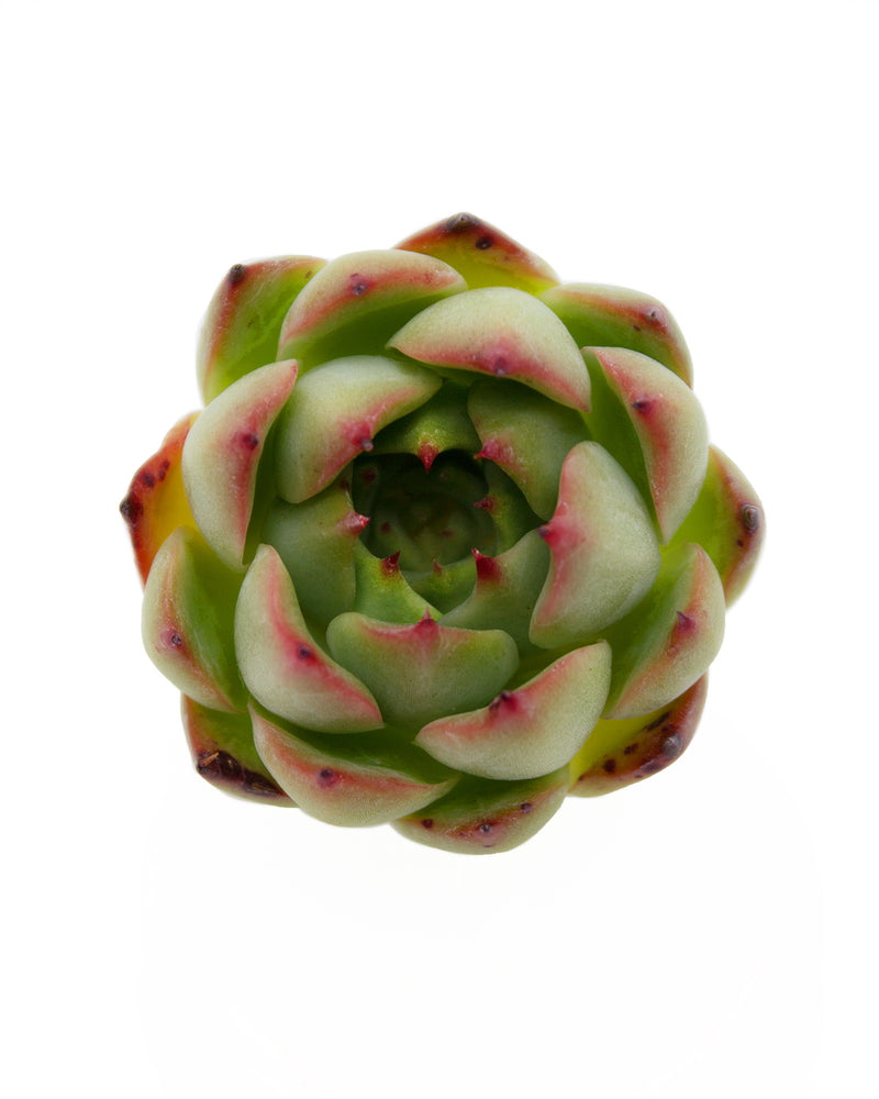 Echeveria Flora