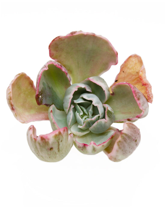 Echeveria Flying Cloud var.