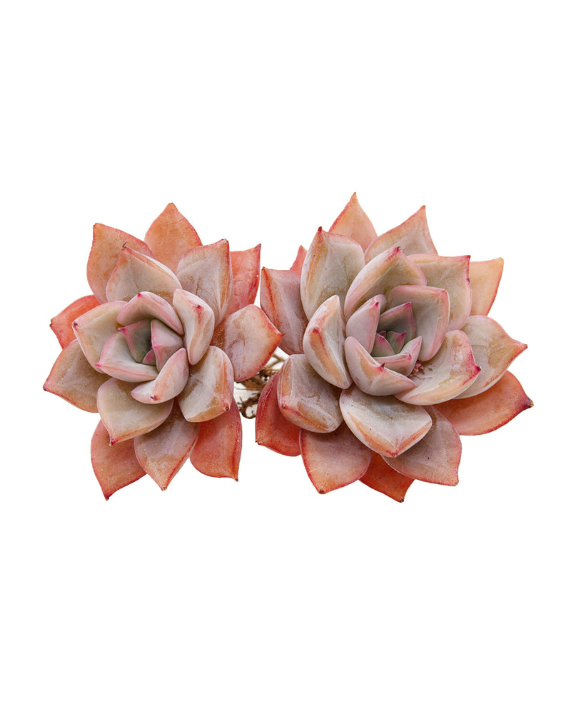 Echeveria Forte