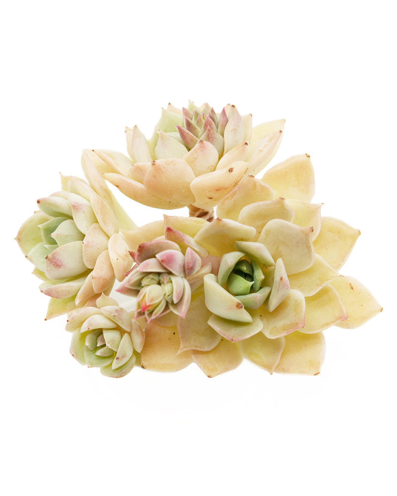 Echeveria Fun Queen