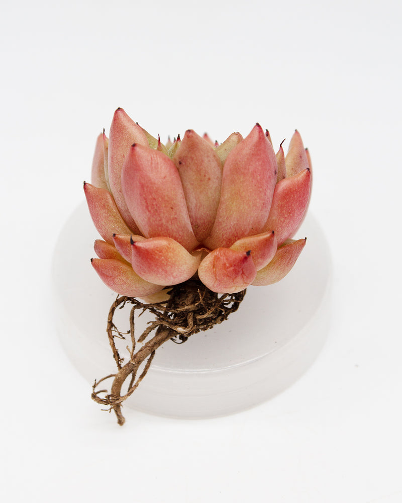 Echeveria Gilba Rose