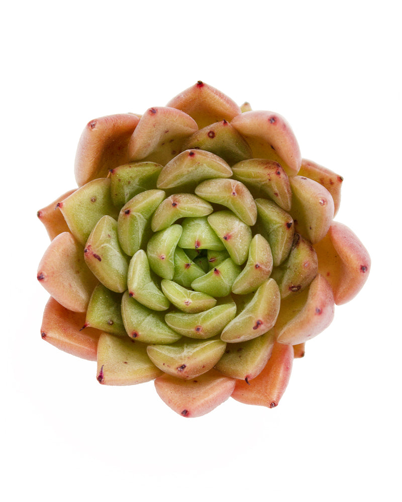 Echeveria Gilba Rose