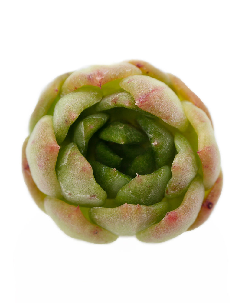 Echeveria Gillian var. Toronto's 5-star Bestseller nursery store selected local & Korean rare succulents; houseplants, indoor plants, selected handmade planters with a drainage hole, pots, bonsai pots, produced by ourselves, wholesale. Handmade/Glazed/Table Decor/Indoor Decor/Tabletop Planter