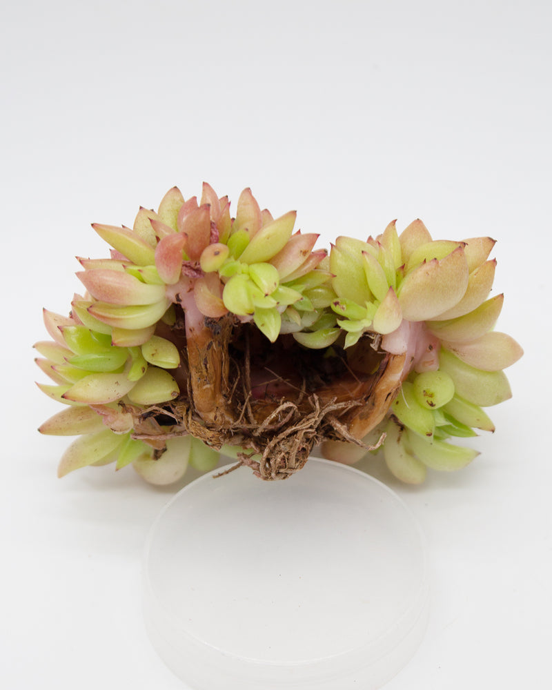 Graptoveria Gilva Cristata
