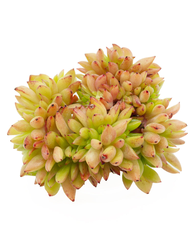 Graptoveria Gilva Cristata