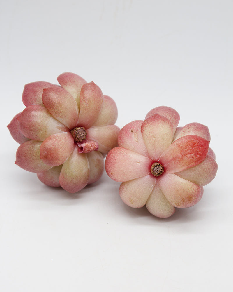 Echeveria Glampink