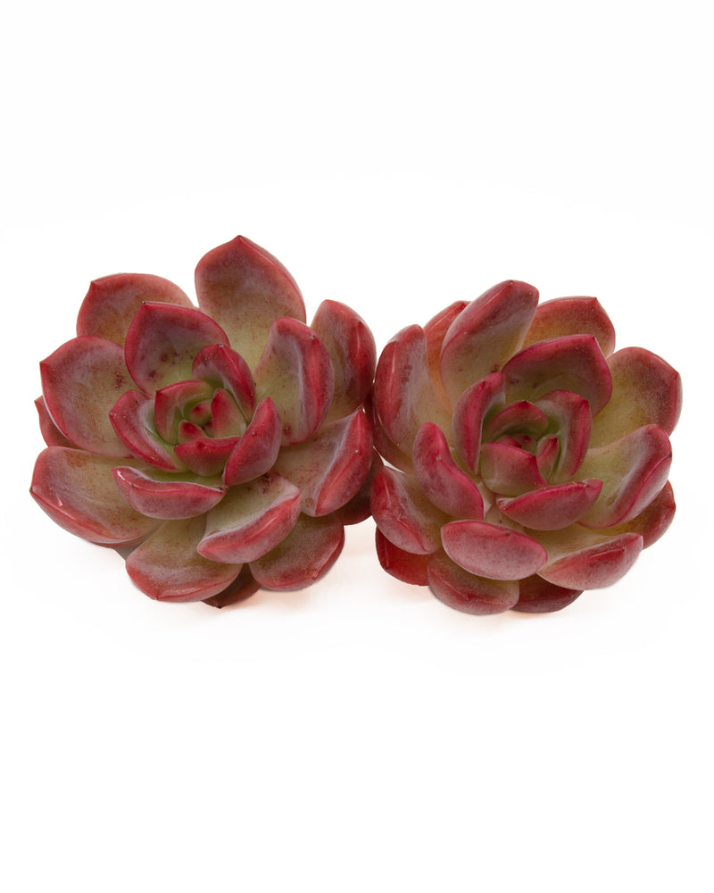 Echeveria Glampink