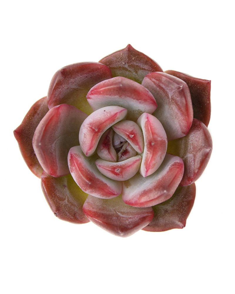 Echeveria Glampink