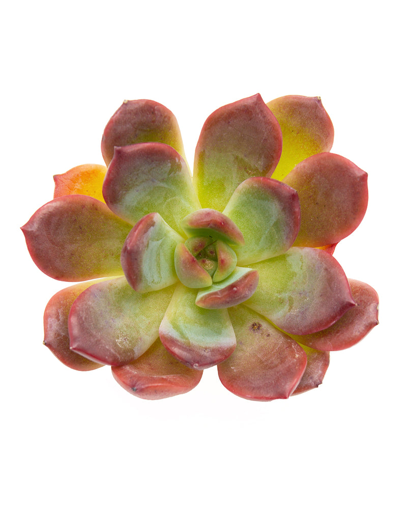 Echeveria Glampink