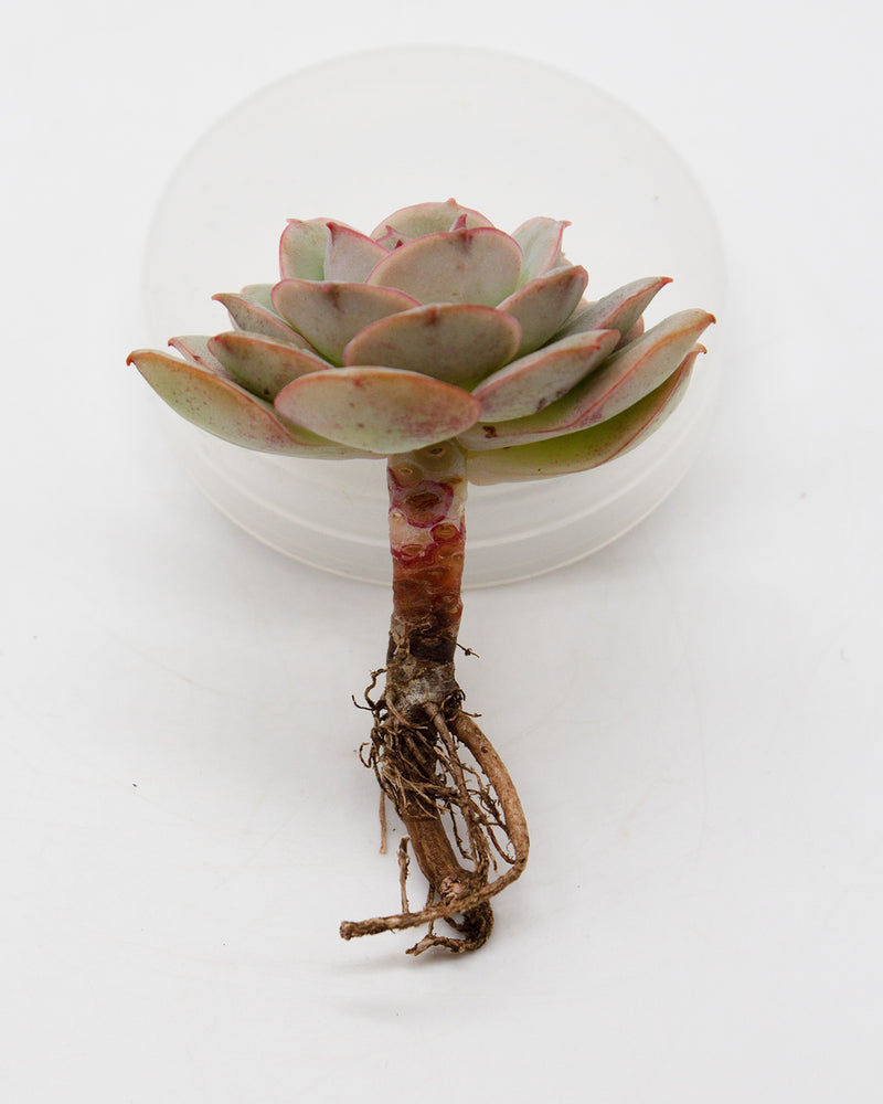 Echeveria Gloria