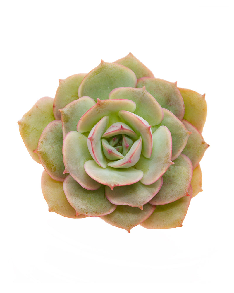 Echeveria Gloria