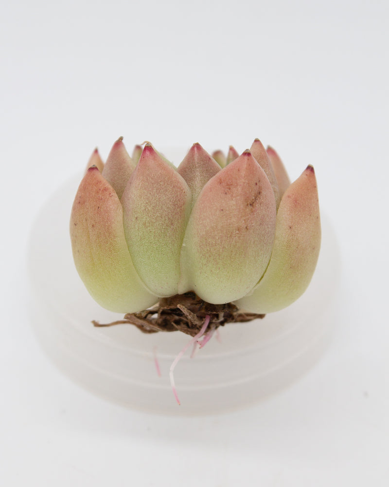 Echeveria Gold Quartz