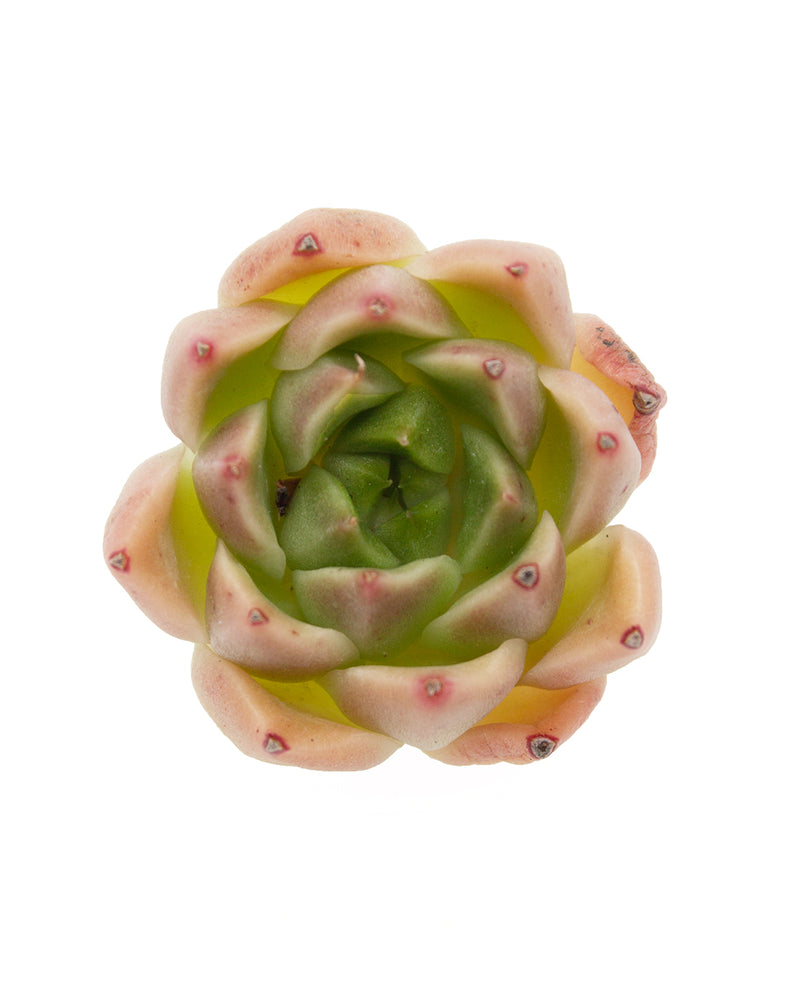 Echeveria Gold Quartz