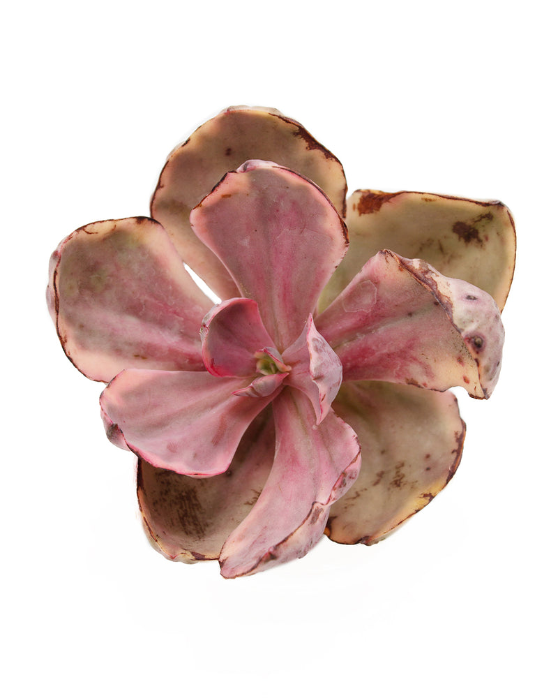 Echeveria Golden State var Toronto's 5-star Bestseller nursery store selected local & Korean rare succulents; houseplants, indoor plants, selected handmade planters with a drainage hole, pots, bonsai pots, produced by ourselves, wholesale. Handmade/Glazed/Table Decor/Indoor Decor/Tabletop Planter