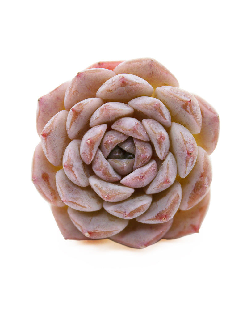 Echeveria Grace Toronto's 5-star Bestseller nursery store selected local & Korean rare succulents; houseplants, indoor plants, selected handmade planters with a drainage hole, pots, bonsai pots, produced by ourselves, wholesale. Handmade/Glazed/Table Decor/Indoor Decor/Tabletop Planter