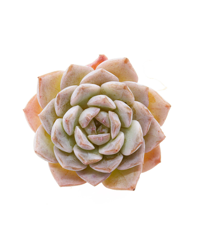 
                
                    Load image into Gallery viewer, Echeveria Grace Toronto&amp;#39;s 5-star Bestseller nursery store selected local &amp;amp; Korean rare succulents; houseplants, indoor plants, selected handmade planters with a drainage hole, pots, bonsai pots, produced by ourselves, wholesale. Handmade/Glazed/Table Decor/Indoor Decor/Tabletop Planter
                
            