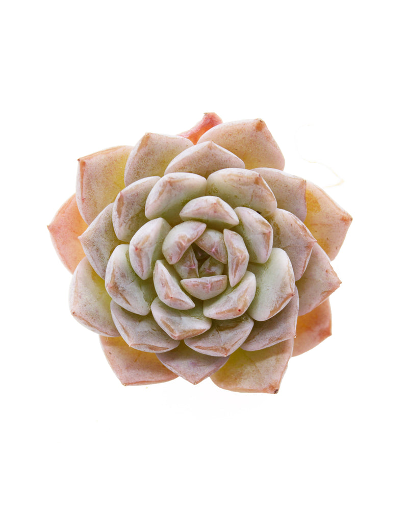 Echeveria Grace Toronto's 5-star Bestseller nursery store selected local & Korean rare succulents; houseplants, indoor plants, selected handmade planters with a drainage hole, pots, bonsai pots, produced by ourselves, wholesale. Handmade/Glazed/Table Decor/Indoor Decor/Tabletop Planter