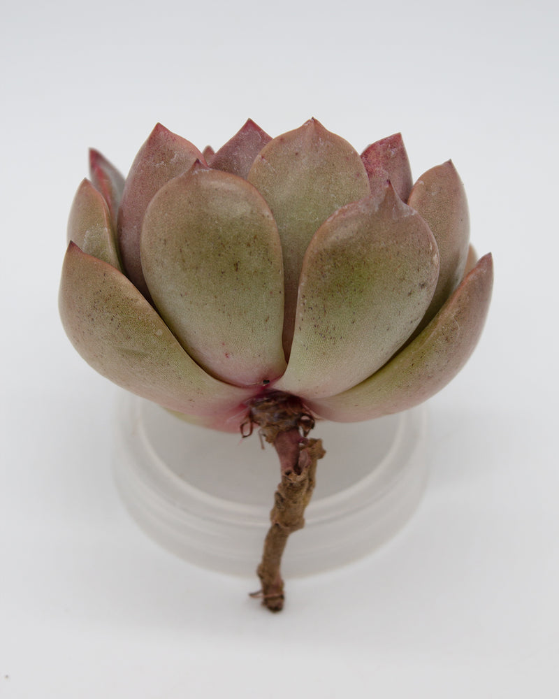 Echeveria Glampink