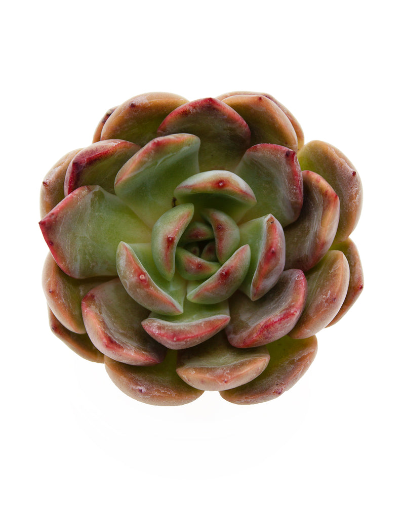 Echeveria Glampink