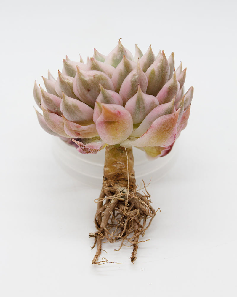 
                
                    Load image into Gallery viewer, Echeveria Halbingeri Variegated
                
            