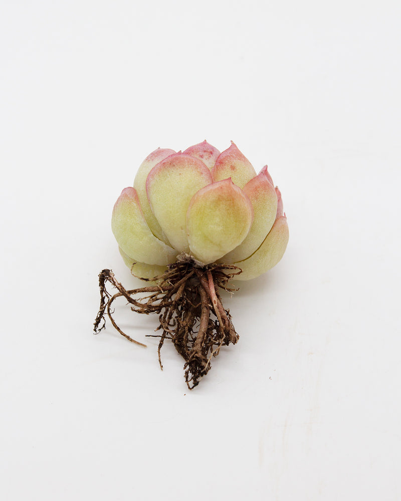 Echeveria Hanatsukiyo