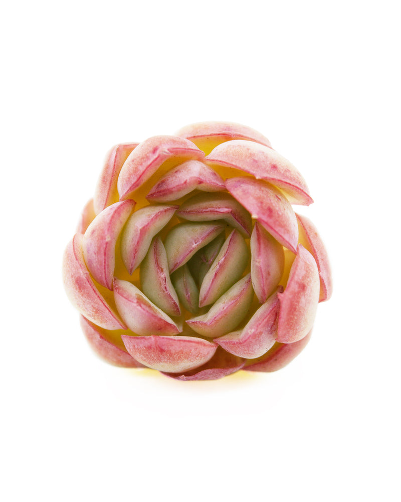 
                
                    Load image into Gallery viewer, Echeveria Hanatsukiyo
                
            