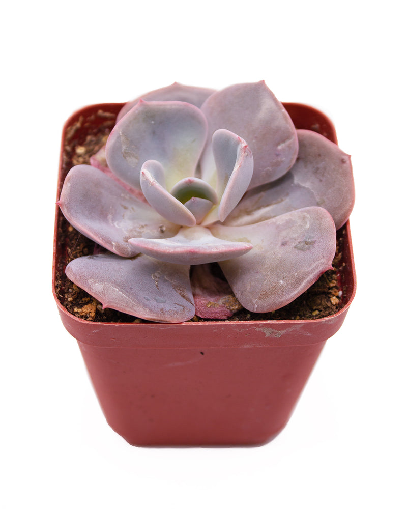 Echeveria Pearl of Nuremberg