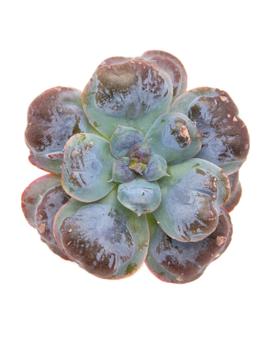 Echeveria Heart Delight