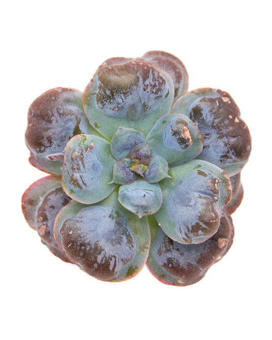 
                
                    Load image into Gallery viewer, Echeveria Heart Delight
                
            