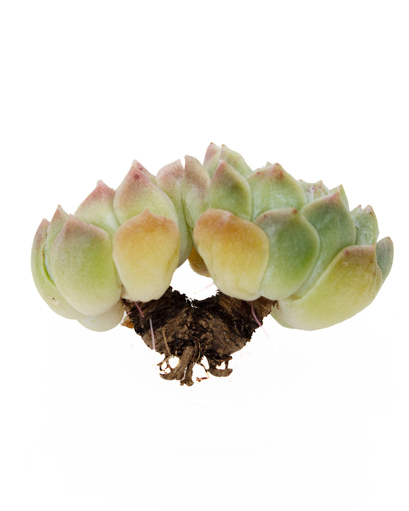 Echeveria Hera Toronto's 5-star Bestseller nursery store selected local & Korean rare succulents; houseplants, indoor plants, selected handmade planters with a drainage hole, pots, bonsai pots, produced by ourselves, wholesale.