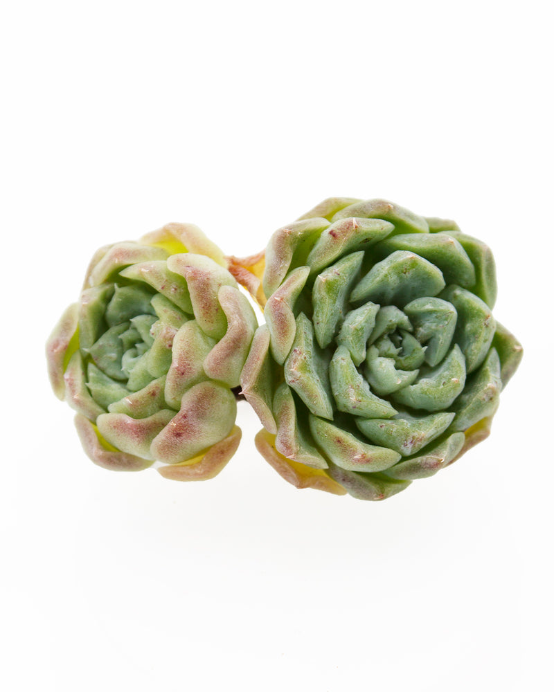 Echeveria Hera Toronto's 5-star Bestseller nursery store selected local & Korean rare succulents; houseplants, indoor plants, selected handmade planters with a drainage hole, pots, bonsai pots, produced by ourselves, wholesale.